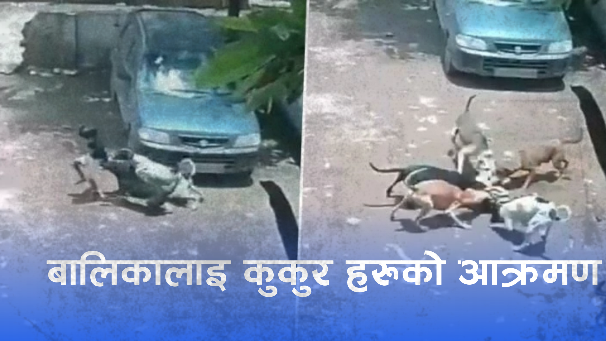 कुकुरको समुहले चार वर्षीया बालिकामाथि आक्रमण, टाउकोमा ८० टाँका